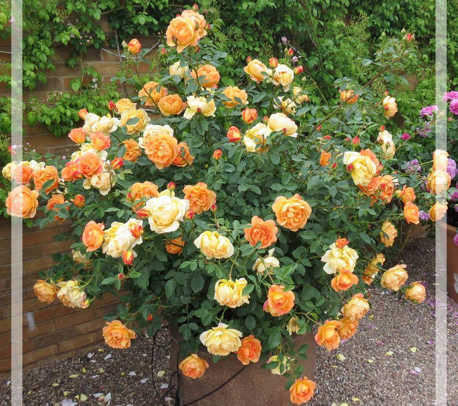 Bengali róże rabatowe